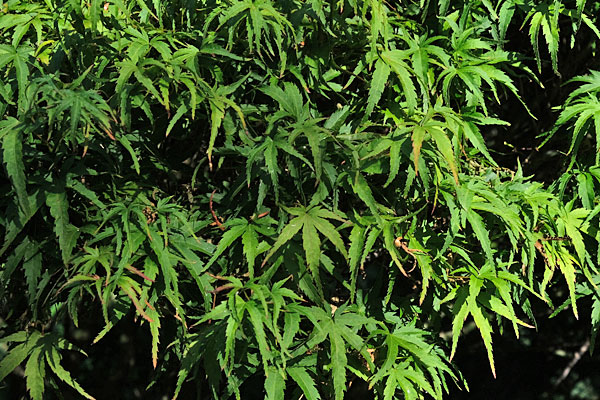 Sharp's Pygmy Japanese Maple